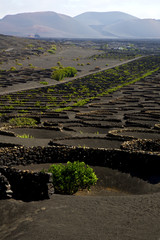 viticulture  lanzarote s wall crops  cultivation