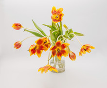 Fully Open Red Yellow Tulips In Vase