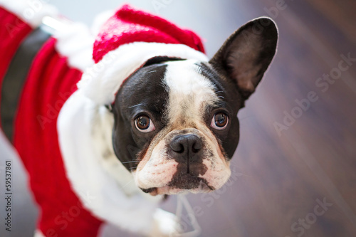 Board z aluminiowym obramowaniem Buldog francuski wystrojony w Santa kostium na Boże Narodzenie
