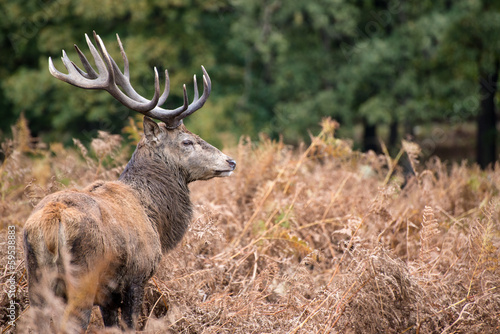 Naklejka samoprzylepna Jeleń jeleń w sezonie rutting jesienią