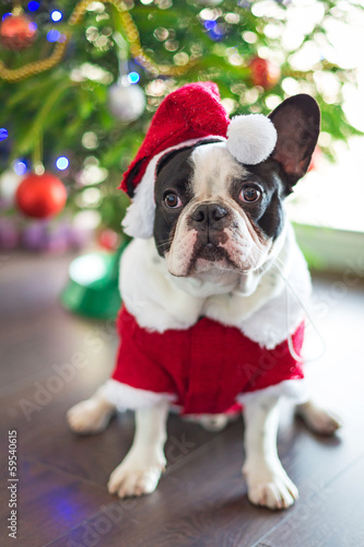 Board z aluminiowym obramowaniem Buldog francuski wystrojony w Santa kostium na Boże Narodzenie