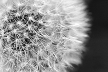 The Dandelion background.