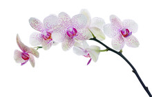 Light Color Orchid Flower In Pink Spots Isolated On White
