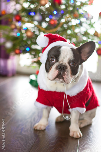 Board z aluminiowym obramowaniem Buldog francuski wystrojony w Santa kostium na Boże Narodzenie