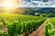 Beautiful Summer Landscape With Vineyard