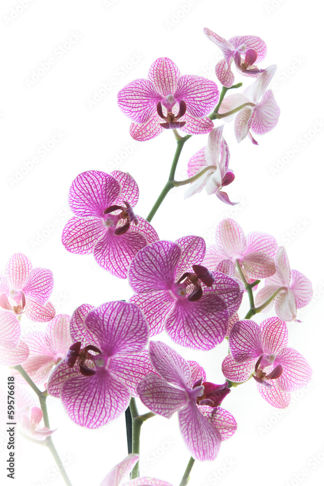 rozowa-orchidea