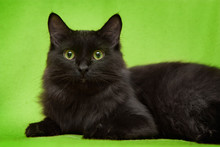 Beautiful Black Cat With Green Eyes Lying On Green Blanket