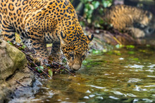 Close-up Shot Of A Young Jaguar Cat Drinking Water