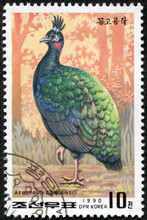 Stamp Shows A Congo Peacock(afropavo Congensis)