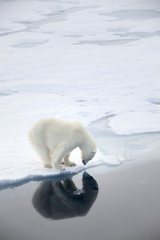 polar bear waiting for seals