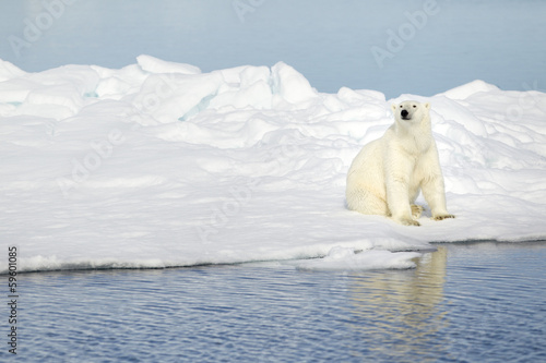 Plakat na papierze fotorealistycznym Niedźwiedź polarny na svalbard
