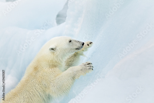 Plakat na papierze fotorealistycznym Niedźwiedź polarny wspinaczka na svalbard