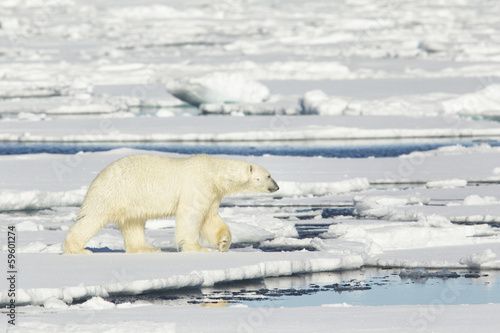 Plakat na papierze fotorealistycznym Niedźwiedź polarny na svalbard
