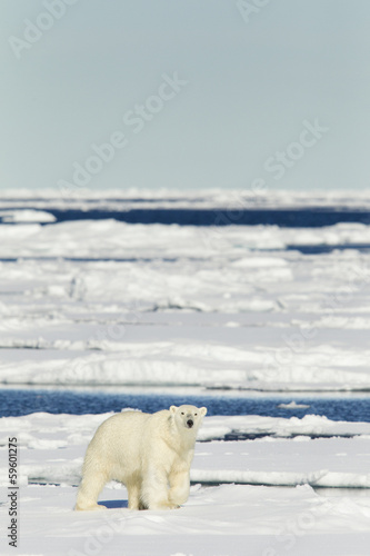 Plakat na papierze fotorealistycznym Niedźwiedź polarny na svalbard