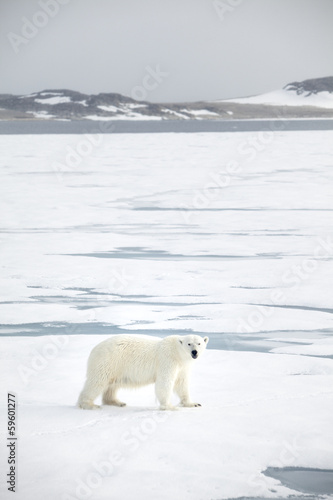 Plakat na papierze fotorealistycznym Niedźwiedź polarny na svalbard