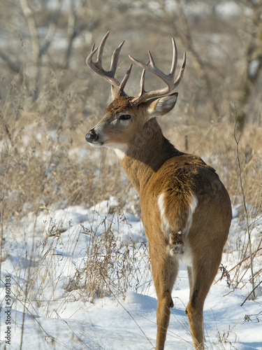 Naklejka samoprzylepna Jeleni whitetail