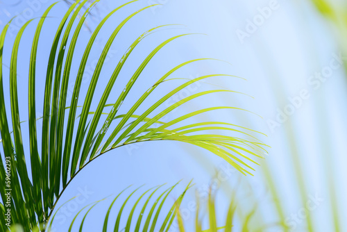 palmowy-lisc