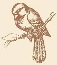 Vector Drawing Of A Series Of Sketches "Birds". Sparrow
