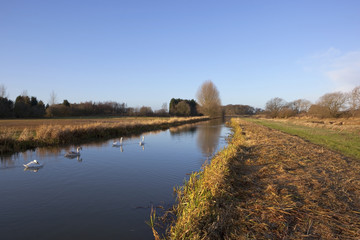 Wall Mural - winter canal landscape with swans