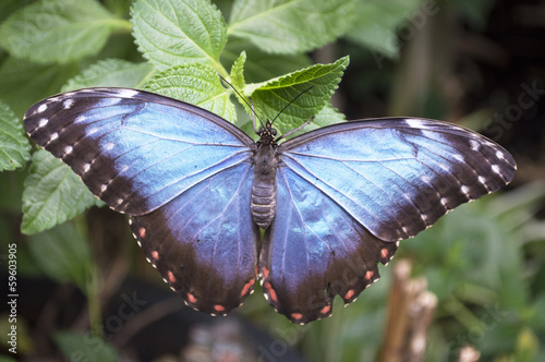 Fotoboard na płycie Niebieski motyl morpho
