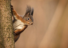 Red Eurasian Squirrel Clinging To Tree Trunk