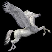 White Pegasus Profile