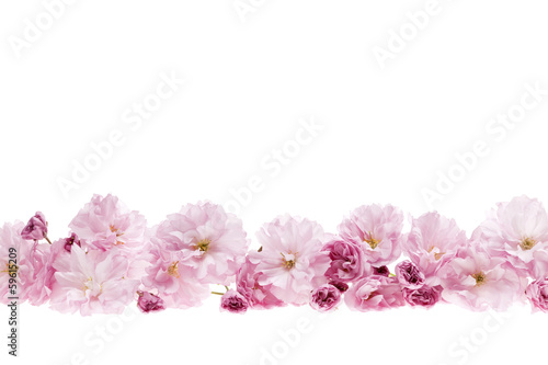 Naklejka ścienna Cherry blossoms flower border