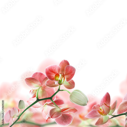 Naklejka ścienna Floral background of tropical orchids