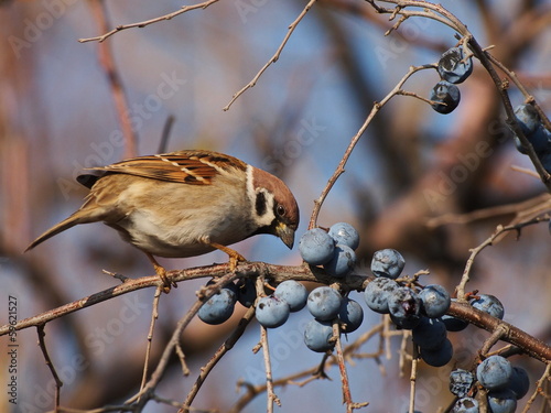 Tapeta ścienna Wróbel na gałęzi, passer montanus