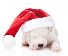 White Puppy With Santa Hat. Isolated On White Background