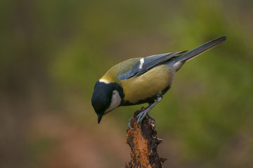 Sticker - Tit - parus