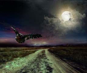 Canvas Print - road in the night and owl