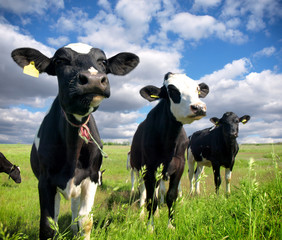 Canvas Print - Calves on the field