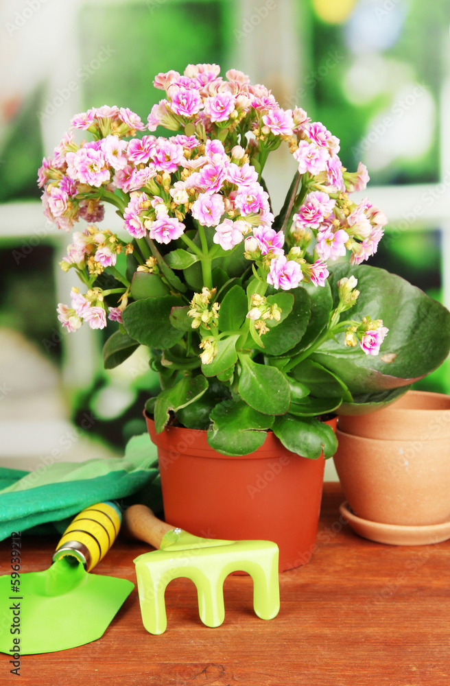 Beautiful flower in pot on wooden table on window background