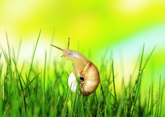 Wall Mural - Beautiful snail on green grass, close up