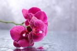 Fototapeta Storczyk - Beautiful blooming orchid with water drops