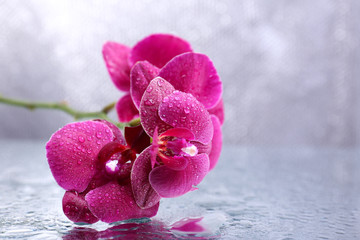 Wall Mural - Beautiful blooming orchid with water drops