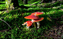 Fly Agaric Mushrooms In Forest