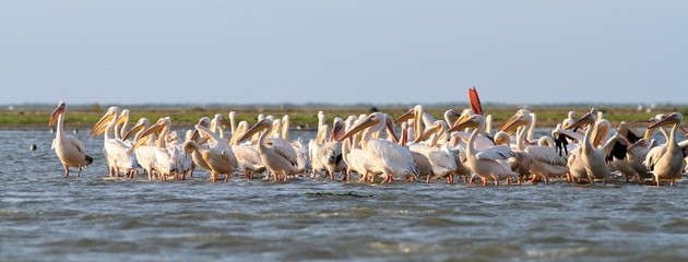 Wall Mural - great pelicans colony