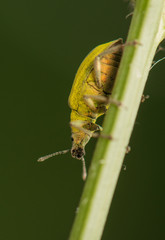 Canvas Print - Beetle insect