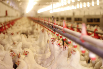 chicken farm, poultry