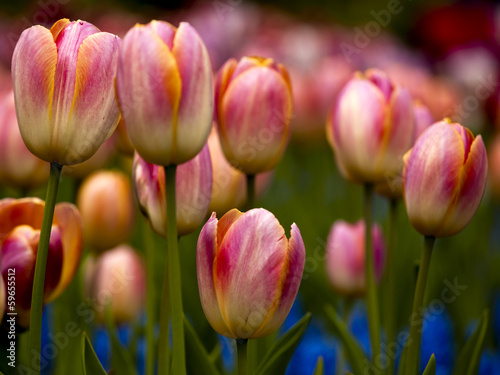 Plakat na papierze fotorealistycznym Tulipany