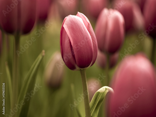 Plakat na papierze fotorealistycznym Tulipany