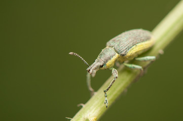 Canvas Print - Beetle insect