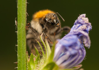 Wall Mural - Bombus