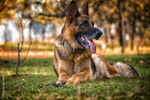 German Shepherd Dog Laying On Grass