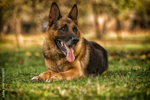 German Shepherd Dog Laying On Grass