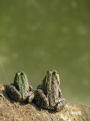 Two lovers admire the marsh frog in the mating season