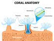 © designua - Coral Anatomy. Vector diagram