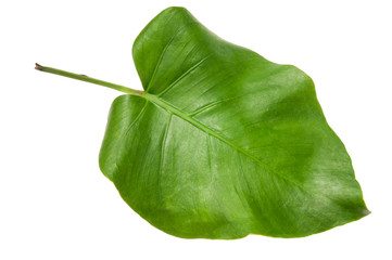 Leaf